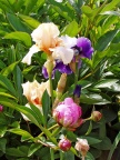 giverny15